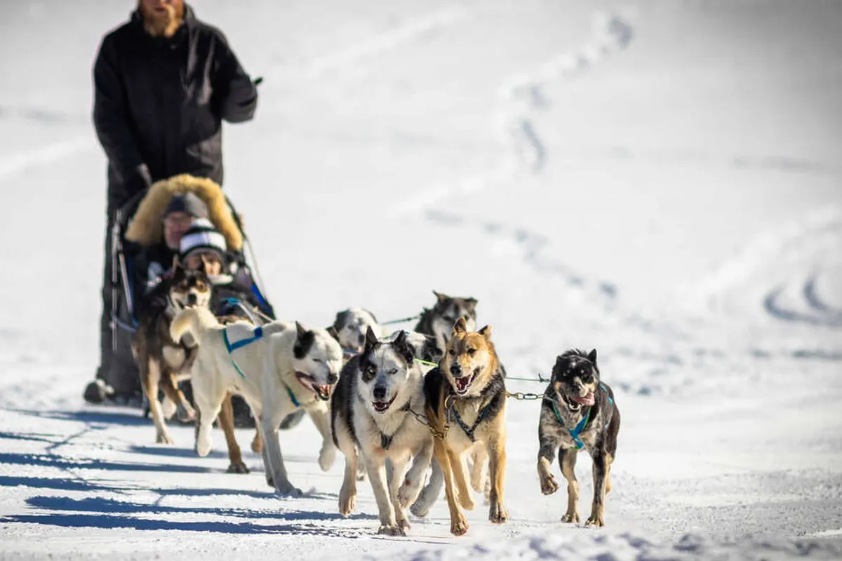 Dog sledding in La Chapelle d'Abondance near Morgins