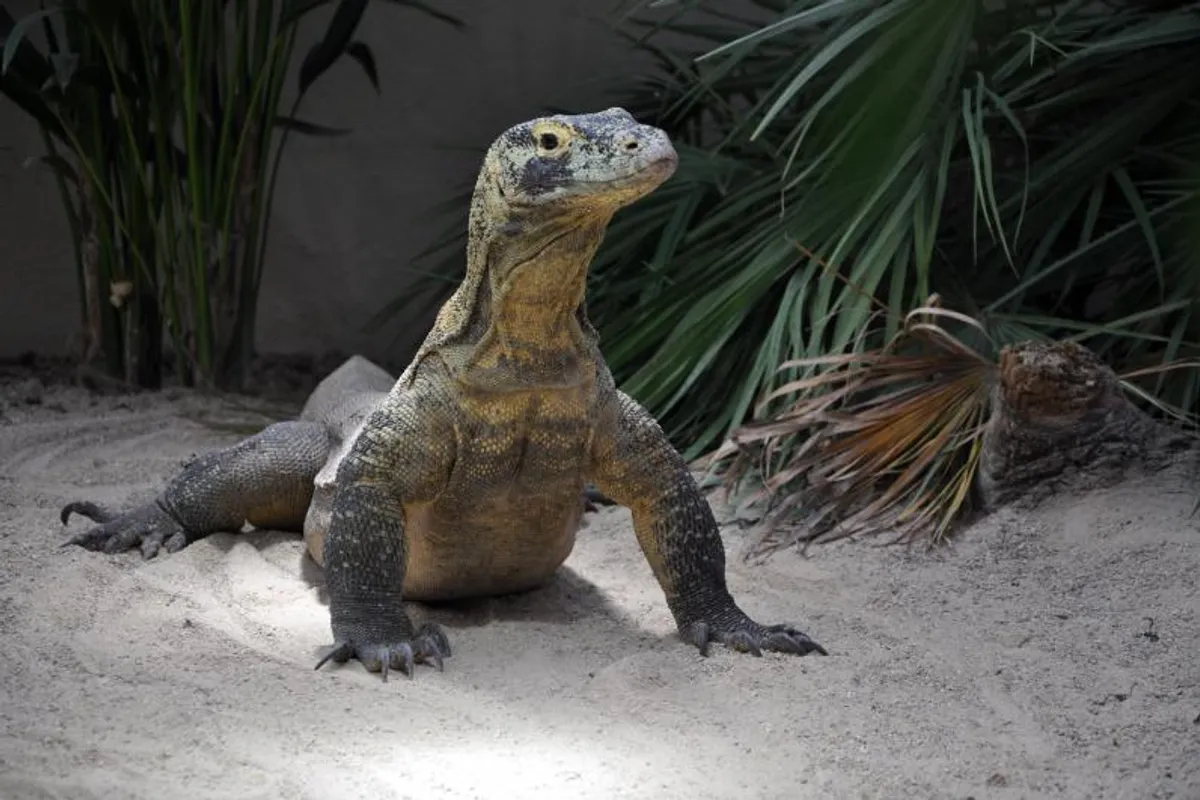 Komodo dragon at Tropiquarium Servion